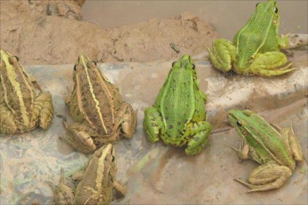 青蛙養殖的市場前景