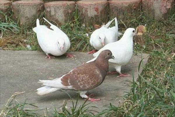 家庭養鴿子怎么養？