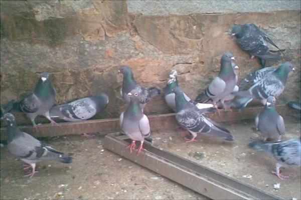 家庭養鴿子怎么養？