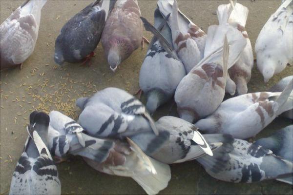 家庭養鴿子怎么養？