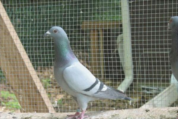 家庭養鴿子怎么養？