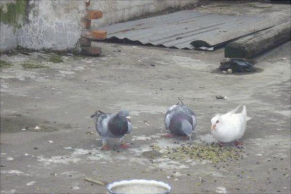 家庭養鴿子怎么養？