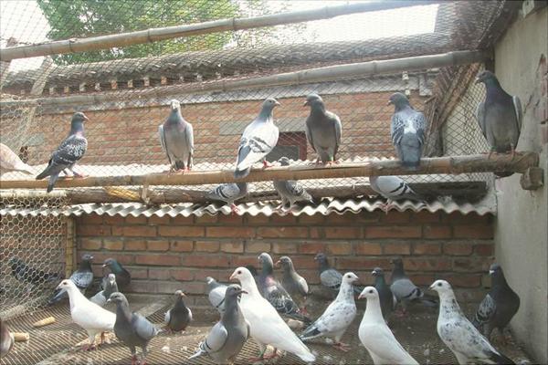如何放養(yǎng)鴿子?新手養(yǎng)鴿有什么需要注意的?