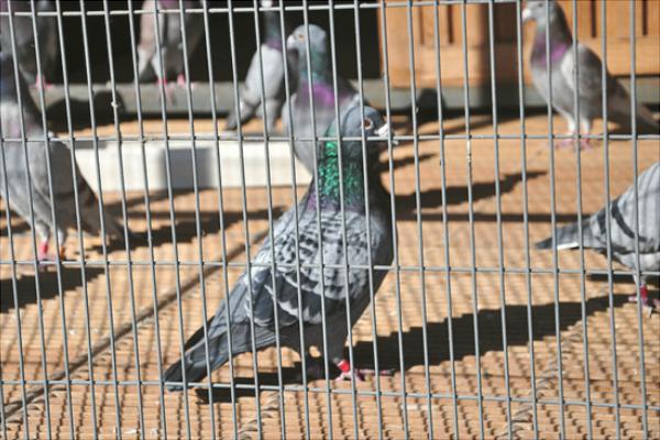 如何放養(yǎng)鴿子?新手養(yǎng)鴿有什么需要注意的?