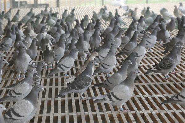 如何放養(yǎng)鴿子?新手養(yǎng)鴿有什么需要注意的?