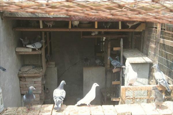 如何放養(yǎng)鴿子?新手養(yǎng)鴿有什么需要注意的?