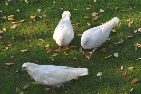 如何放養(yǎng)鴿子?新手養(yǎng)鴿有什么需要注意的?