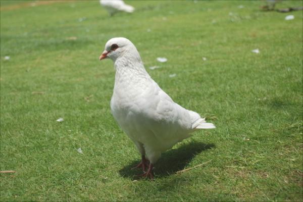 如何放養(yǎng)鴿子?新手養(yǎng)鴿有什么需要注意的?