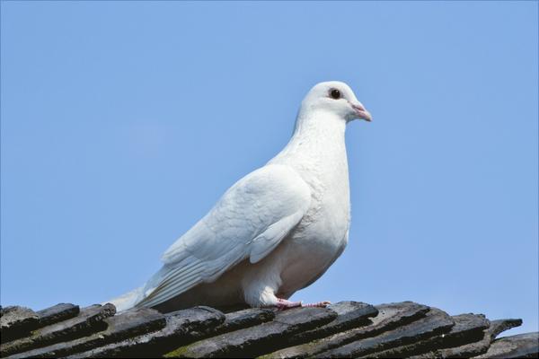 如何放養(yǎng)鴿子?新手養(yǎng)鴿有什么需要注意的?