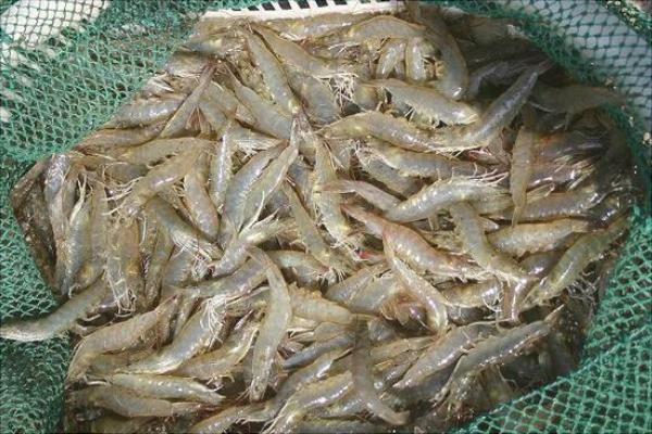 養1畝蝦能賺多少錢？養蝦的成本和利潤