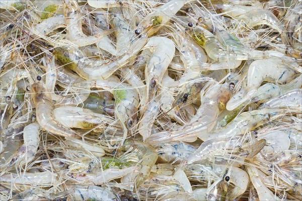 養1畝蝦能賺多少錢？養蝦的成本和利潤