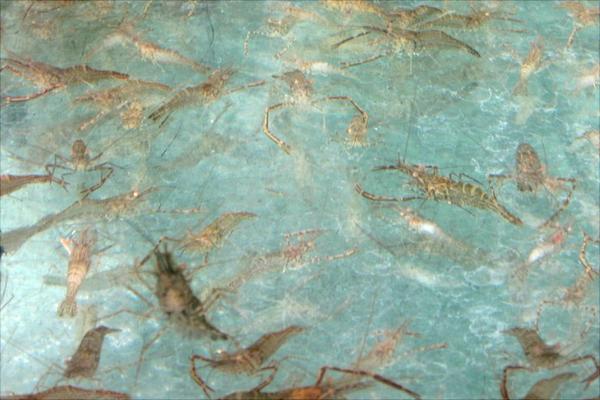 養1畝蝦能賺多少錢？養蝦的成本和利潤