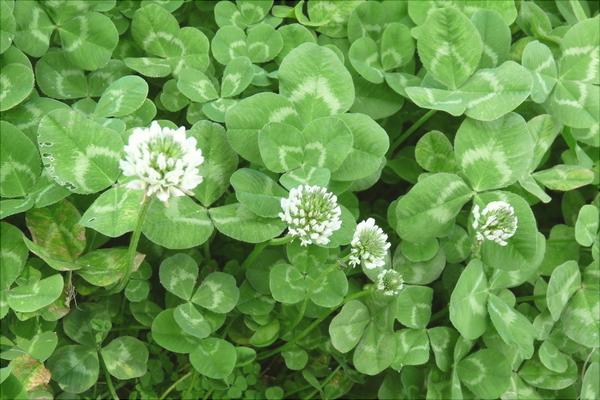 三葉草的功效與作用及禁忌