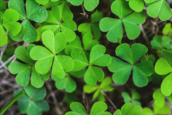 三葉草的功效與作用及禁忌