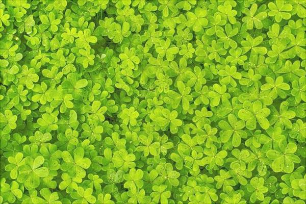 三葉草的功效與作用及禁忌