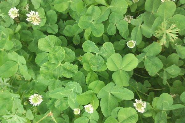 三葉草的功效與作用及禁忌