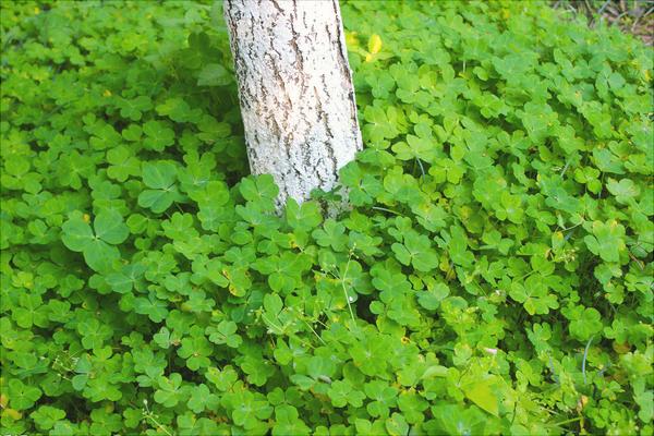 三葉草的功效與作用及禁忌