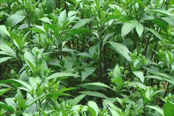 100畝板藍根投資多少錢？村民種板藍根年獲利100多萬