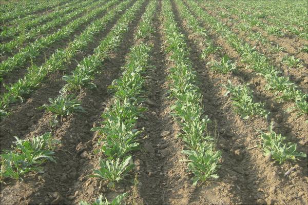 100畝板藍根投資多少錢？村民種板藍根年獲利100多萬