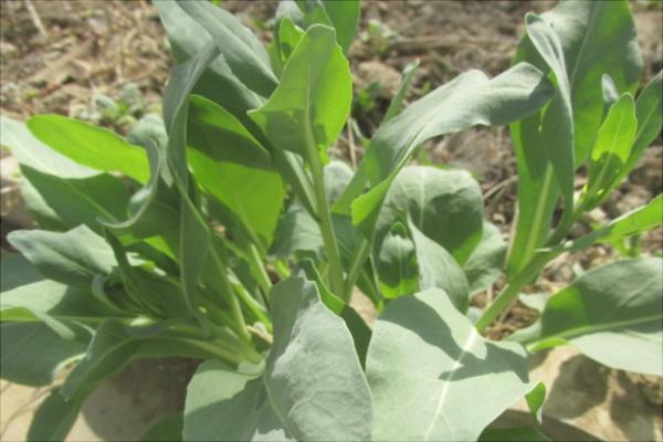 100畝板藍根投資多少錢？村民種板藍根年獲利100多萬