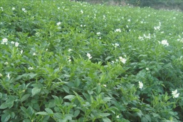 100畝板藍根投資多少錢？村民種板藍根年獲利100多萬