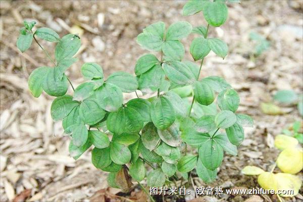 中藥百部的前景