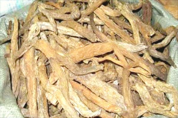 中藥百部的前景