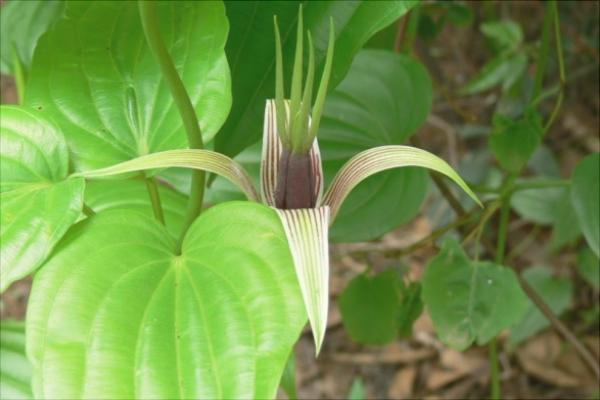 中藥百部的前景