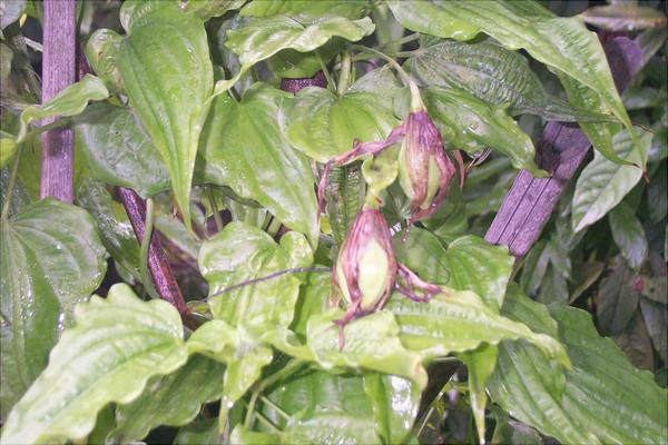 中藥百部的前景