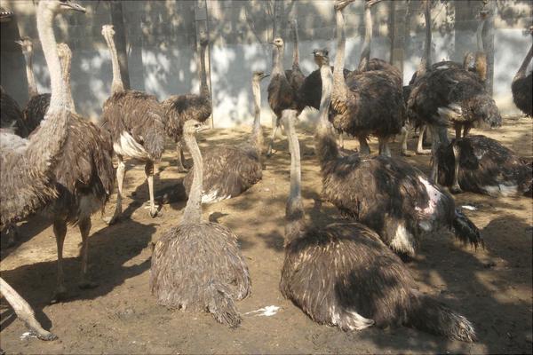 養100只鴕鳥的利潤是多少？養鴕鳥的成本和利潤 