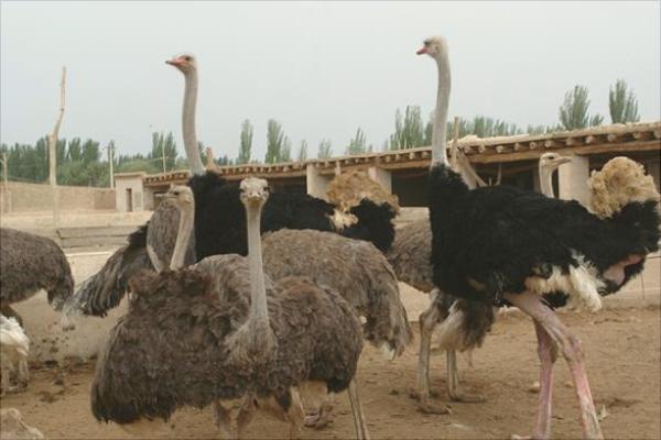 養100只鴕鳥的利潤是多少？養鴕鳥的成本和利潤 