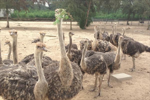 養100只鴕鳥的利潤是多少？養鴕鳥的成本和利潤 