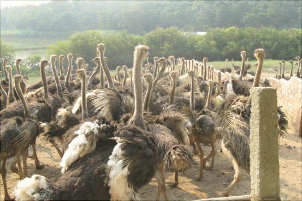 養100只鴕鳥的利潤是多少？養鴕鳥的成本和利潤 