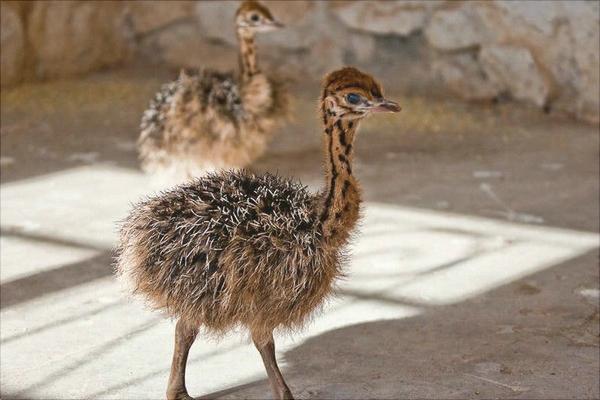 養100只鴕鳥的利潤是多少？養鴕鳥的成本和利潤 