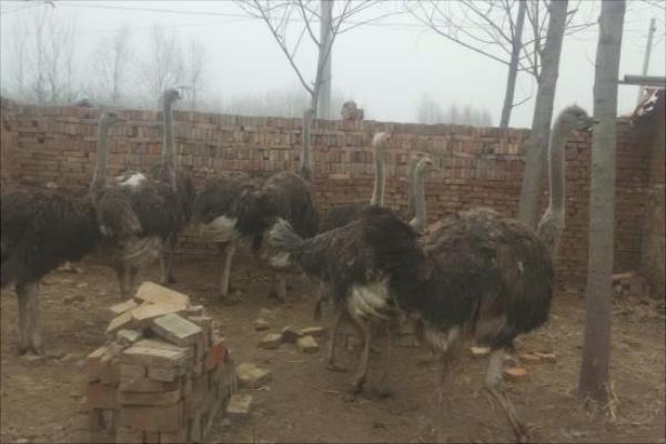 養100只鴕鳥的利潤是多少？養鴕鳥的成本和利潤 