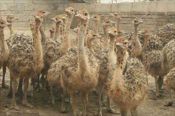 養100只鴕鳥的利潤是多少？養鴕鳥的成本和利潤 