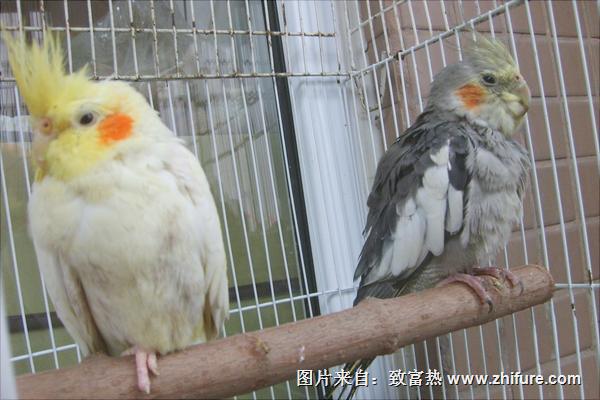 玄鳳鸚鵡怎么養(yǎng)?