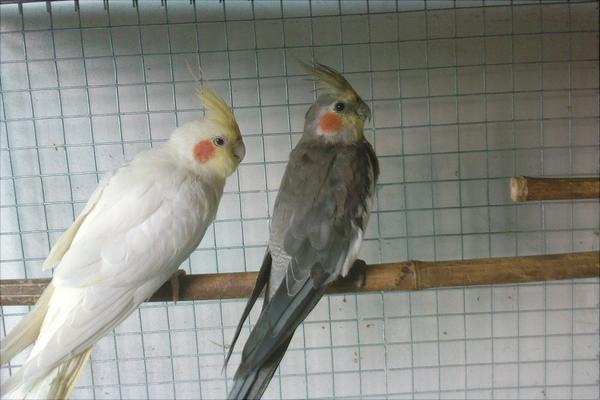 玄鳳鸚鵡怎么養(yǎng)？