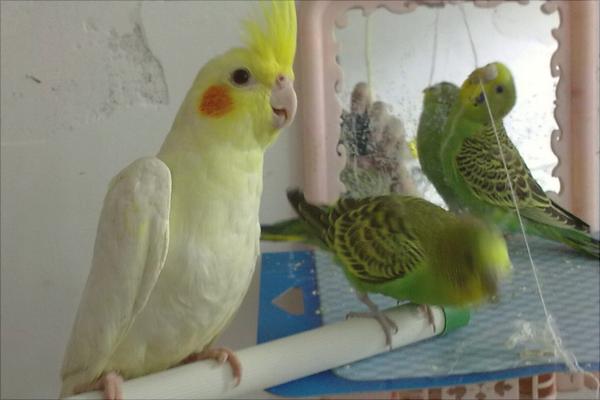 玄鳳鸚鵡怎么養(yǎng)？