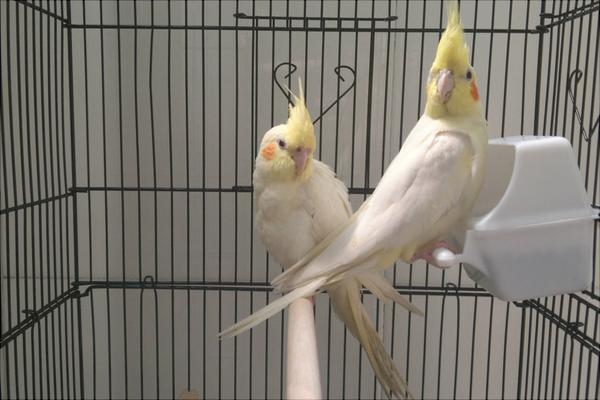 玄鳳鸚鵡怎么養(yǎng)？