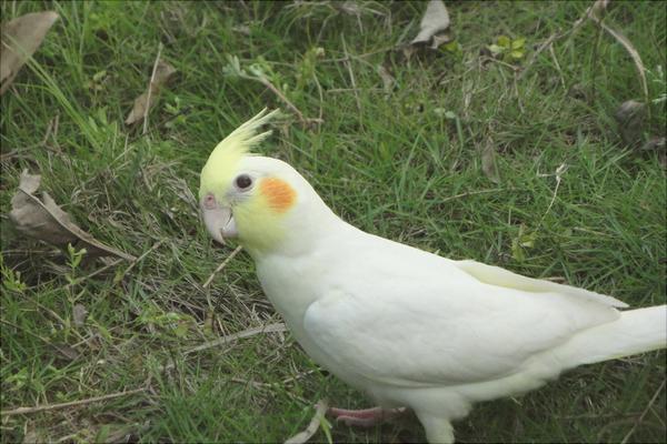 玄鳳鸚鵡怎么養(yǎng)？