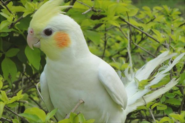 玄鳳鸚鵡怎么養(yǎng)？