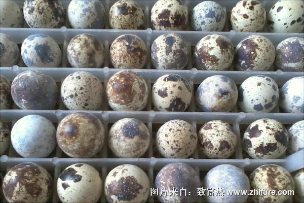 鵪鶉苗多少錢一只？