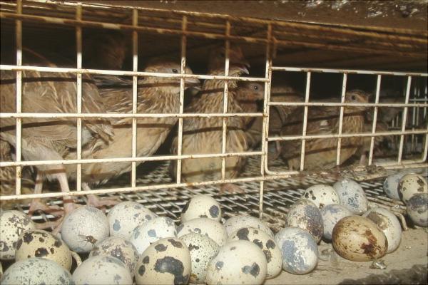 鵪鶉苗多少錢一只?