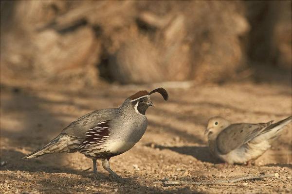 鵪鶉苗多少錢一只?