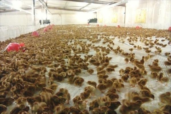 鵪鶉苗多少錢一只?