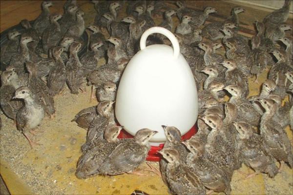 鵪鶉苗多少錢一只?