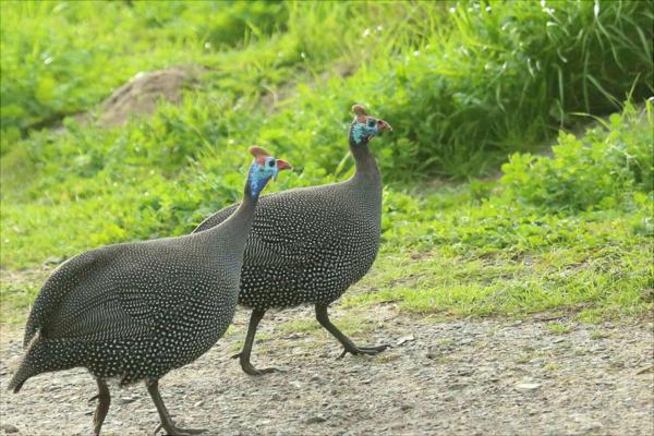 珍珠雞怎么分公母？