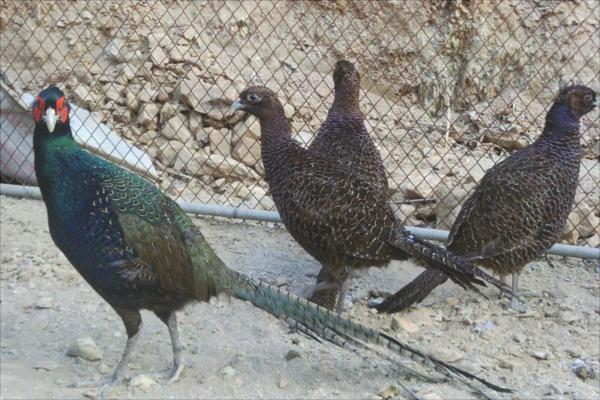 珍珠雞怎么分公母？