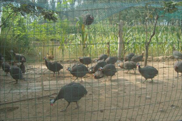 珍珠雞怎么分公母？